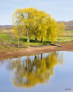 Elm Trees Reflected in the River