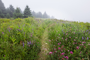 Coastal Wildflower Meadow