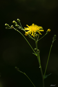 Mouse ear hawkweed