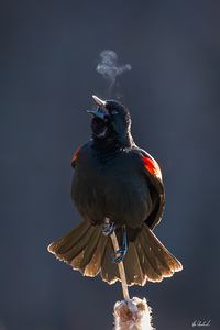 Red Winged Blackbird Breath