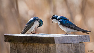 Tree Swallows
