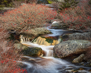 Winterberry waterway