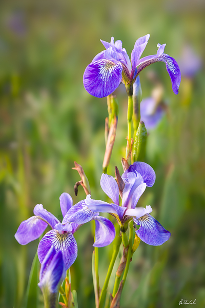 Iris by Hugh Chisholm Photography