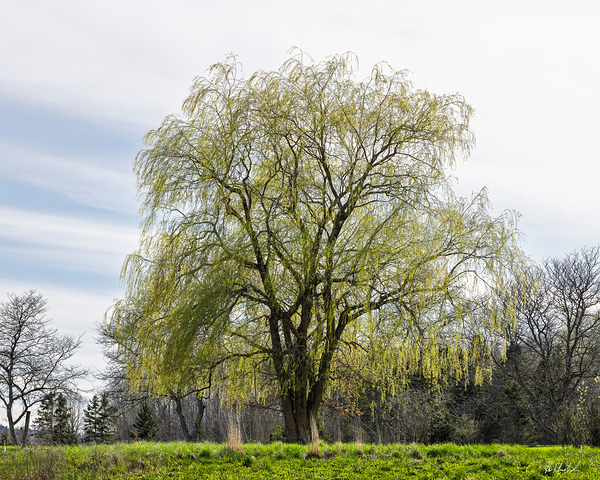 A Stately Elm Tree by Hugh Chisholm Photography
