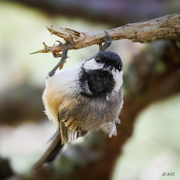 Upside down chickadee by Hugh Chisholm Photography