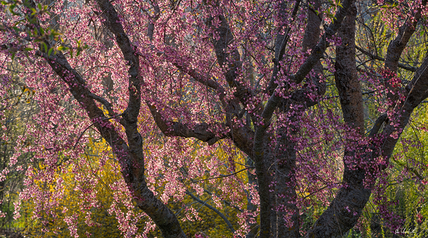 Beautiful Pink Blossoms by Hugh Chisholm Photography