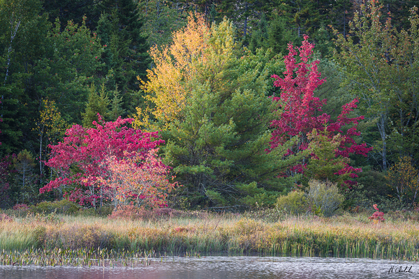 Fall Colour Explosion by Hugh Chisholm Photography