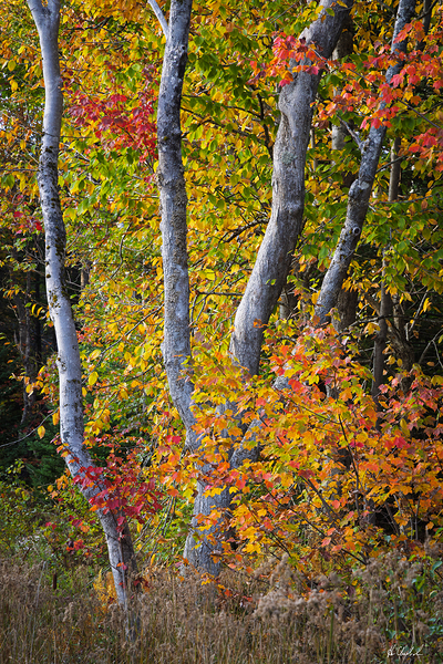 Autumn leaves by Hugh Chisholm Photography