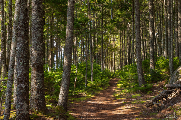 Woodland Path by Hugh Chisholm Photography