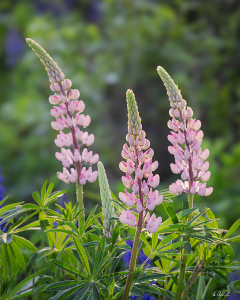 A Trio of Pink Lupins by Hugh Chisholm Photography