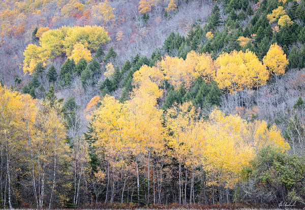 Yellow birch leaves on the hillside by Hugh Chisholm Photography