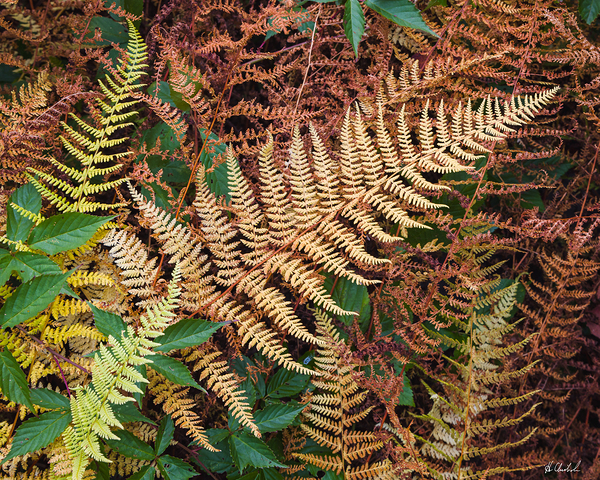 Fall ferns by Hugh Chisholm Photography