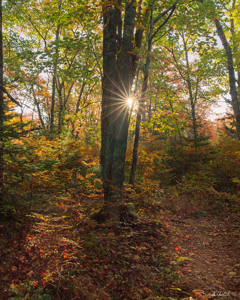 Sunstar in the autumn woodland by Hugh Chisholm Photography