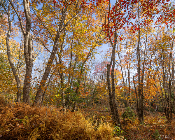 Autumn woodland by Hugh Chisholm Photography