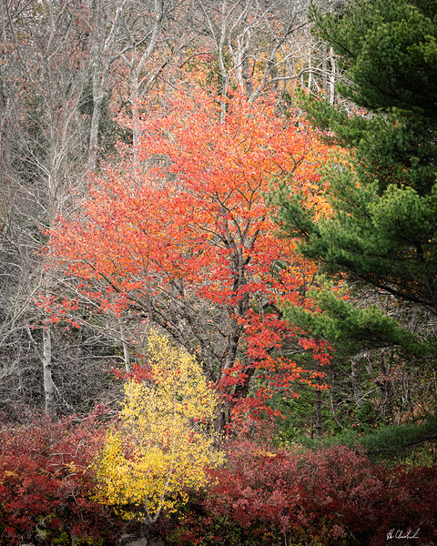 Fall colours along the lakeshore by Hugh Chisholm Photography