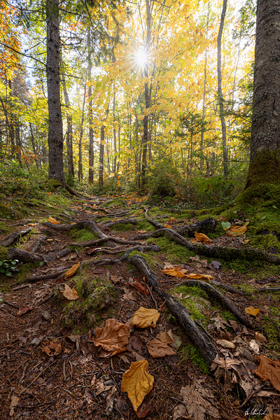 Gnarly roots on the path by Hugh Chisholm Photography