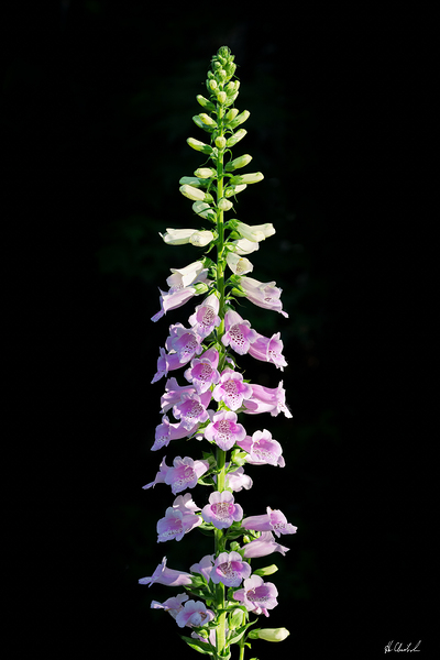 Foxglove Flowers by Hugh Chisholm Photography