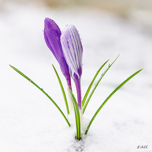 Crocus Flowers in the Snow by Hugh Chisholm Photography