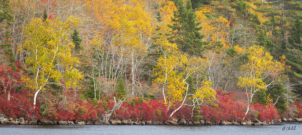 Yellow birches along the shore by Hugh Chisholm Photography