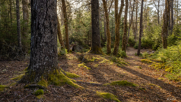 A Walk Among the Giants by Hugh Chisholm Photography
