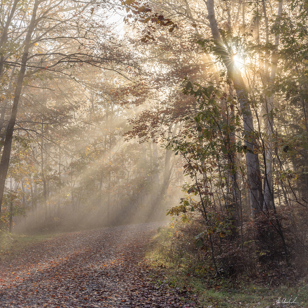 Autumn Sun Rays by Hugh Chisholm Photography