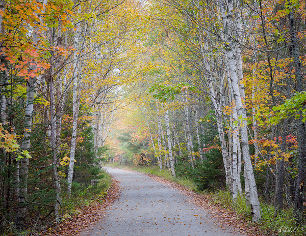 Autumn Woodland Road by Hugh Chisholm Photography