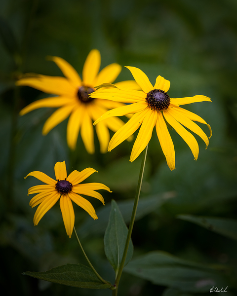 Brown eyed Susan by Hugh Chisholm Photography
