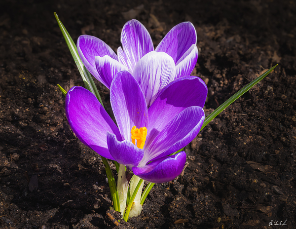 Crocus by Hugh Chisholm Photography