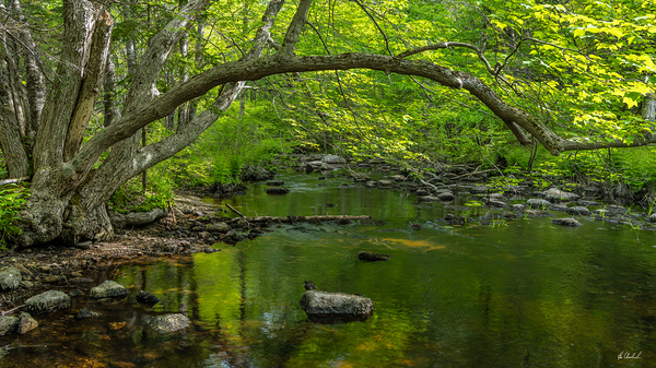 Fox Hollow Brook by Hugh Chisholm Photography