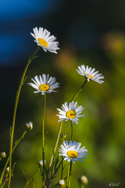 Daisies by Hugh Chisholm Photography
