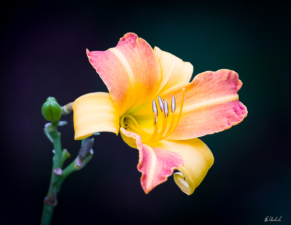Daylily by Hugh Chisholm Photography
