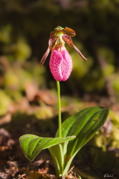 Lady s Slipper by Hugh Chisholm Photography