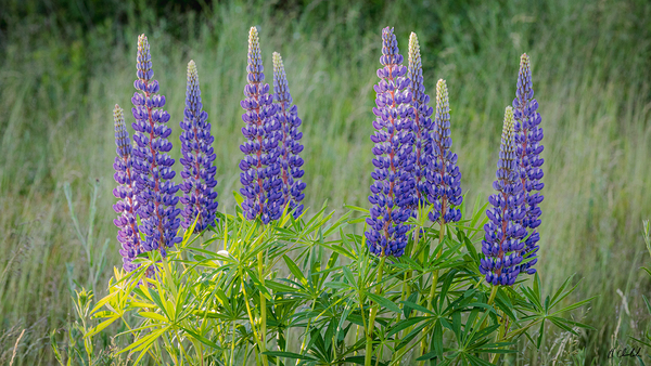 Lupins by Hugh Chisholm Photography