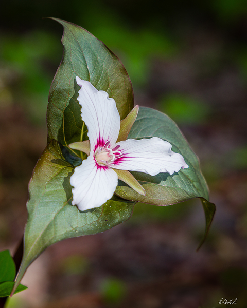 Painted Trillium by Hugh Chisholm Photography