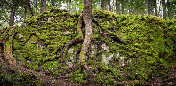 Giant Tree Roots Among the Moss by Hugh Chisholm Photography