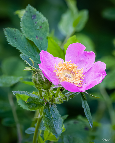 Wild rose by Hugh Chisholm Photography