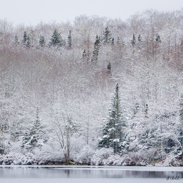 Winter Forest by Hugh Chisholm Photography