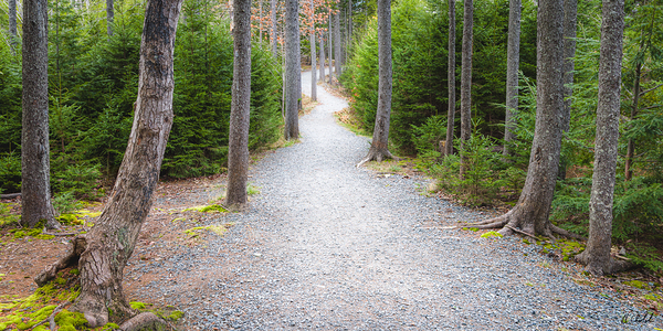 Woodland Walkway by Hugh Chisholm Photography