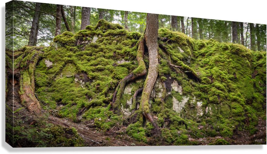 Giant Tree Roots Among the Moss Canvas Print