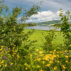 Summer in the Country