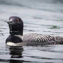 Loon swimming