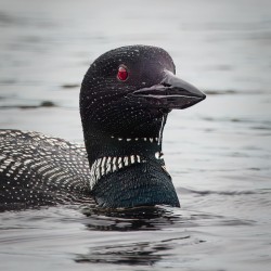 Loon closeup