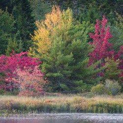 Fall Colour Explosion