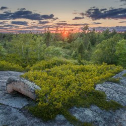 Sunset over the forest