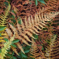 Fall ferns