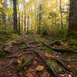 Gnarly roots on the path