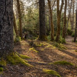 A Walk Among the Giants