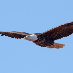 Bald Eagle Side View