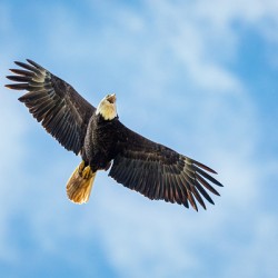 Bald Eagle Soaring Overhead
