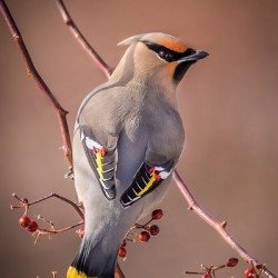 Bohemian Waxwing